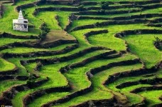 Tea Plantations