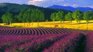 A common french landscape